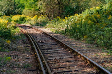 Old disused railway tracks running through the forest.