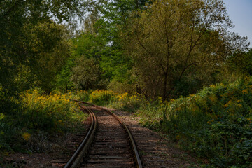 Old disused railway tracks running through the forest.
