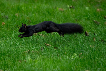 Squirrel running in grass