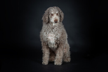 Untrimmed Poodle, Poodle on black bsackground
