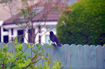 Blackbird (Turdus merula) in the green garden in Dublin, Ireland