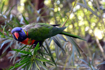 The rainbow lorikeet (Trichoglossus moluccanus). Rainbow parrot sitting on a tree branch