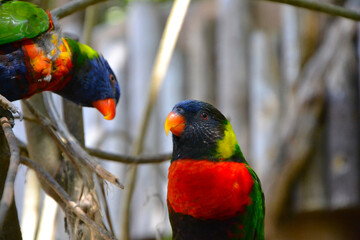 The rainbow lorikeet (Trichoglossus moluccanus). Rainbow parrots sitting on a tree branch. The rainbow lorikeet couple