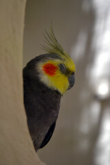 The cockatiel (Nymphicus hollandicus), also known as the weero, weiro or quarrion. The cockatiel parrot closeup