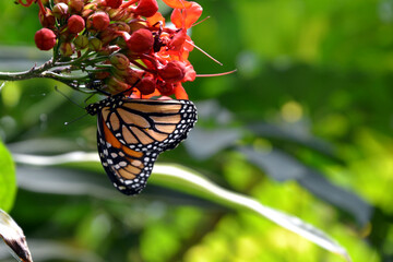 The monarch butterfly or simply monarch (Danaus plexippus) is a milkweed butterfly. Other names: milkweed, common tiger, wanderer, and black-veined brown