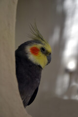 The cockatiel (Nymphicus hollandicus), also known as the weero, weiro or quarrion. The cockatiel parrot closeup