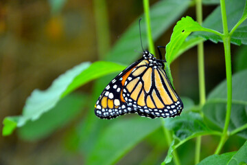 The monarch butterfly or simply monarch (Danaus plexippus) is a milkweed butterfly. Other names: milkweed, common tiger, wanderer, and black-veined brown