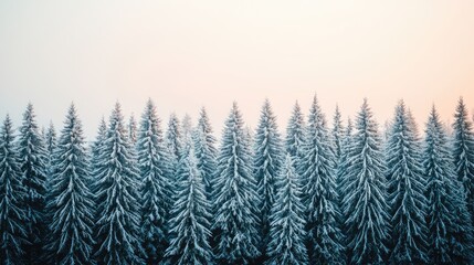Fototapeta premium A serene winter landscape featuring tall evergreen trees blanketed in snow, creating a tranquil and peaceful atmosphere.