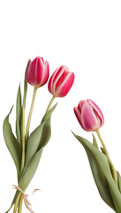 Fototapeta premium Happy Womens Day greeting card with tulips isolated on transparent background 