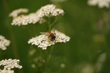 Fleur blanche avec insecte en gros plan