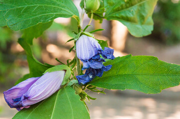 close-up: blue bird cultivar of syrian ketmia unexpanded blue-violet flowers with maroon center with green buds