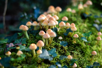Mushrooms growing on a moss-covered tree trunk in a forest. The delicate fungi stand out against...