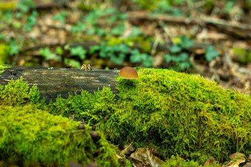 Mushrooms growing on a moss-covered tree trunk in a forest. The delicate fungi stand out against the vibrant green moss, creating a natural and serene woodland scene.