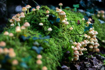 Mushrooms growing on a moss-covered tree trunk in a forest. The delicate fungi stand out against...