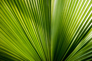 Obraz premium Close-up of a vibrant green palm leaf with detailed veins and symmetrical lines, showcasing the natural beauty and texture of foliage.
