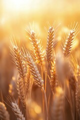 Golden wheat field illuminated by the evening sun creates a serene harvest atmosphere