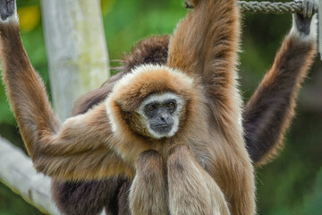 lar gibbon white-handed gibbon, an endangered primate in the gibbon family