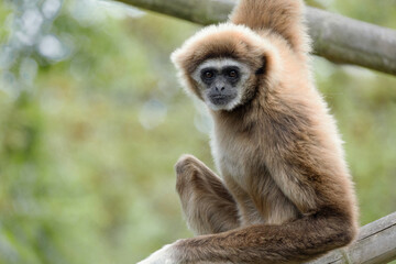 Obraz premium lar gibbon white-handed gibbon, an endangered primate in the gibbon family