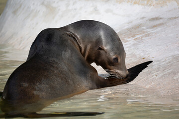 fur seal on the shore, selective focus