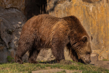 Brown Bear majestic, big powerful mammals