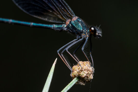 Close-up of a black-winged damselfly perched on a plant