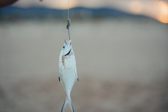 Freshly caught fish on a hook at sunset, Valencia
