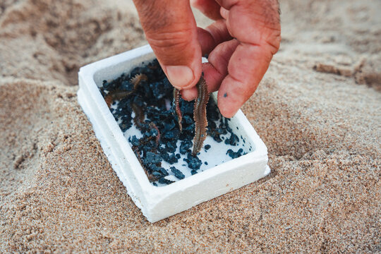Elderly fisherman selecting bait on Valencia beach