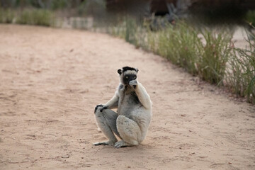 Verreaux's white sifaka with dark head Madagascar island fauna.