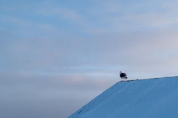 Tern on the snow. Antarctic nature. Wildlife