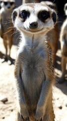 Fototapeta premium Grupo de suricatas en posición alerta, vigilando su entorno en la sabana africana. La imagen destaca su estructura social y detalles de su pelaje, con el fondo arenoso que contrasta con el brillo de s