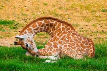 Giraffe in selective focus on green natural background