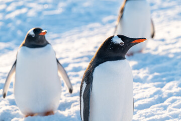 Obraz premium Gentoo penguins in Antarctica. Wild nature