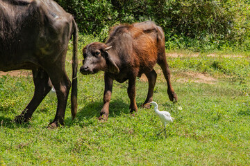 herd of black Sri Lankan cows and white herons