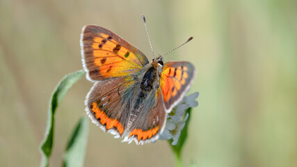 butterfly on a flower