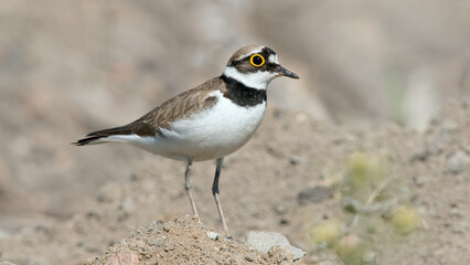 red winged blackbird