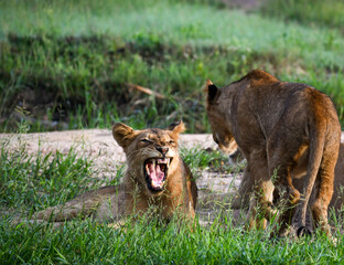 Lion cubs growling