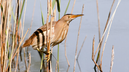 great blue heron ardea cinerea
