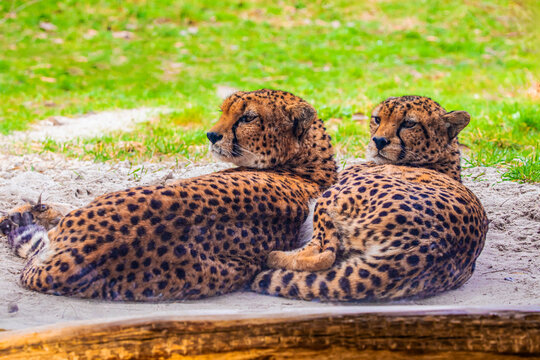 two cheetahs are resting nearby on the green grass, close up