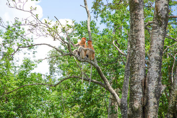 Proboscis Monkey Nasalis larvatus in mangrove rain forest
