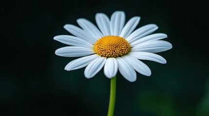 Fototapeta premium A yellow-centered white flower perches on a green stem against a dark green backdrop