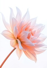 Fototapeta premium single pale pink dahlia flower, its petals delicate and intricate against the stark background