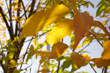 Yellow leaves on a tree branch illuminated by the sun. Autumn season. Natural warm colours. Slightly blurred background.