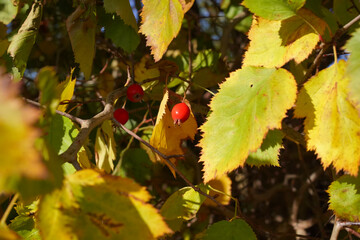 Red rosehip fruit on a branch with yellow autumn leaves. Medium shot, selective focus.