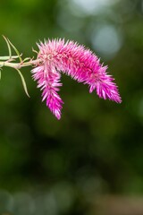 Close up of plumed cockscomb (celosia argentea) flowers in bloom