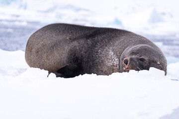 Antarctic fur seal. Southern ocean, Antarctica