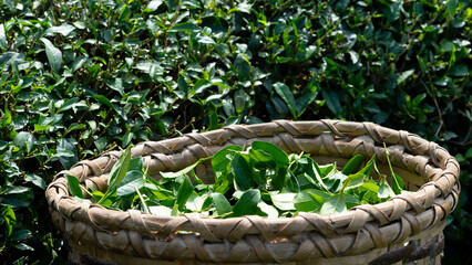 tea farm field