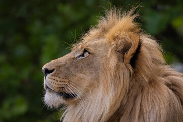 close-up image of a lion's head. expression is calm and majestic