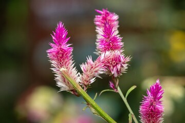 Close up of plumed cockscomb (celosia argentea) flowers in bloom
