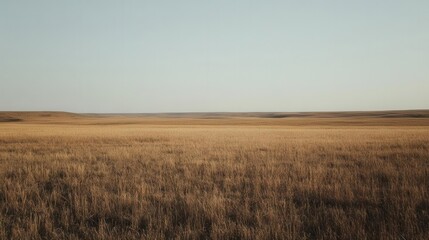 Obraz premium Expansive golden grasslands under a clear sky, evoking tranquility and openness.