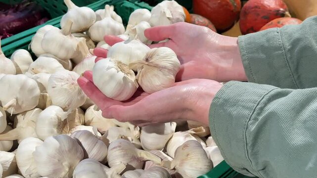Hands examine numerous fresh garlic bulbs, showcasing their size and quality in a vibrant display of produce.